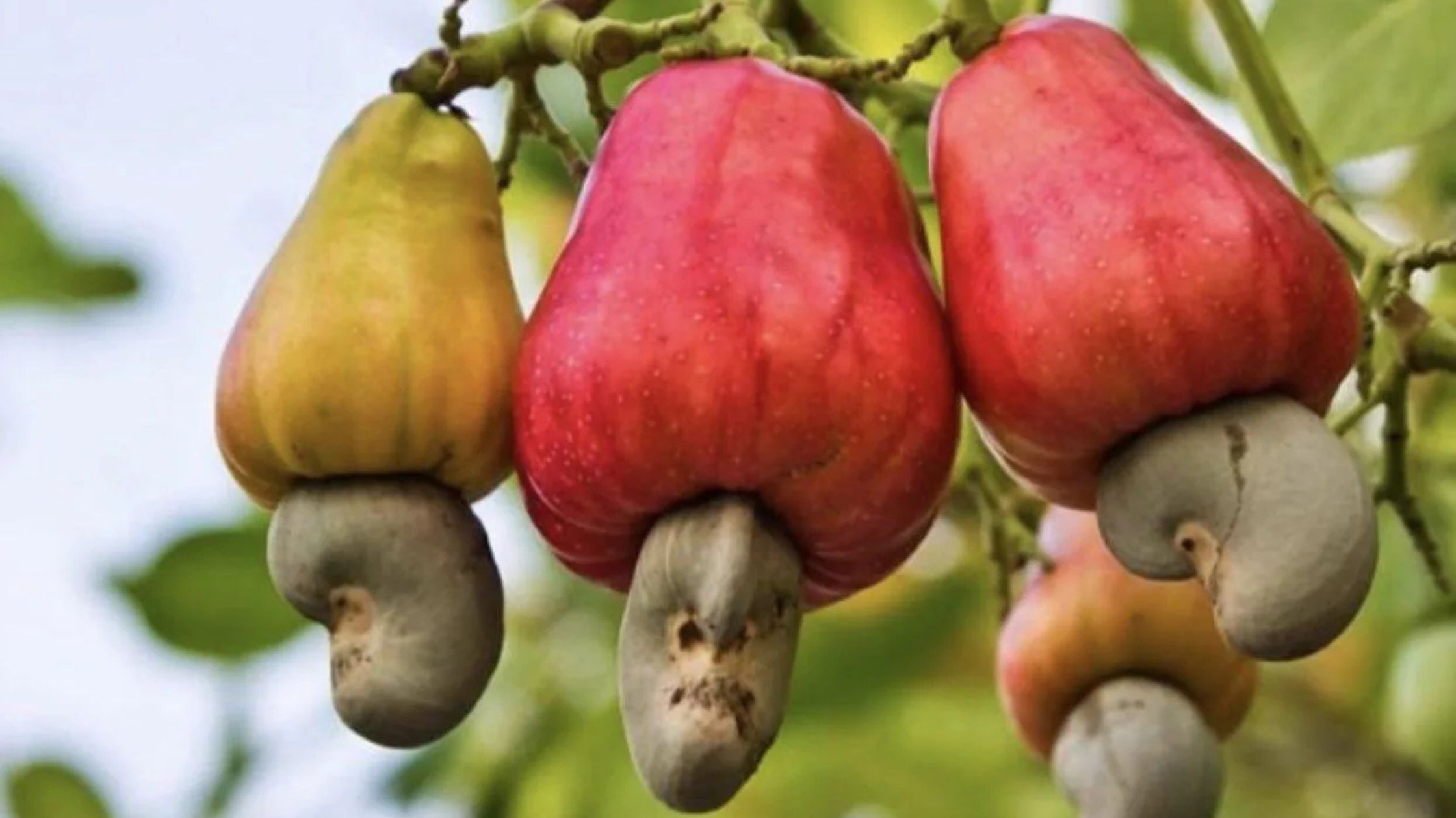 Feni – Cashew Apples and Coconut Sap: Goa